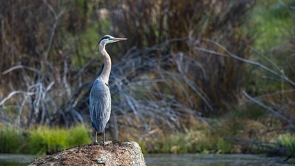 Blue Heron at the CCC Ponds - Pinedale, Wyoming