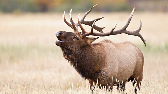 Elk Visit Pinedale WY