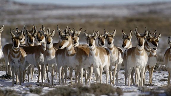 Path of the Pronghorns