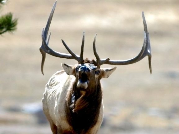 Bull Elk Wildlife - Pinedale, WY