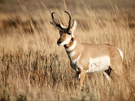 Pronghorn Wildlife - Pinedale, WY