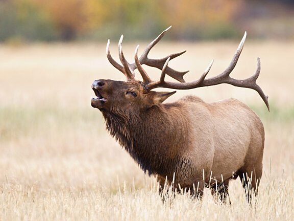 Elk Visit Pinedale WY
