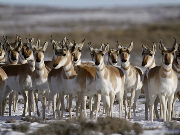 Path of the Pronghorn